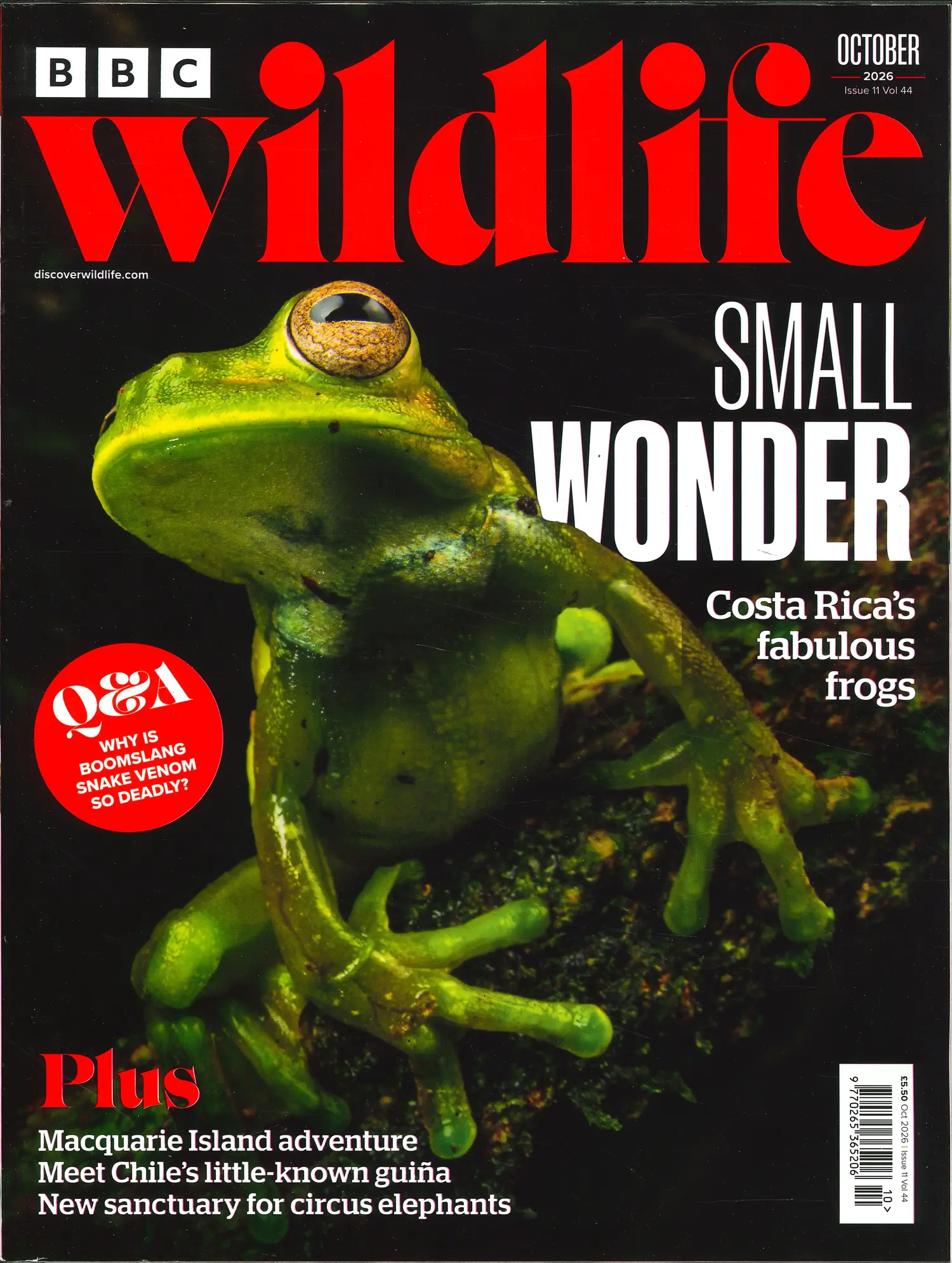BBC Wildlife - OCT 26